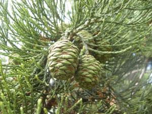 Sequoiadendron giganteum juvenile cones (16/08/2011, Cambridge)