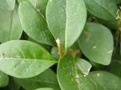 Plant Week: Ligustrum Ovalifolium
