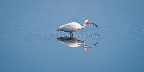 THE FUTURE OF OUR BIRDS: WATER CONSERVATION BY PHYLLIS