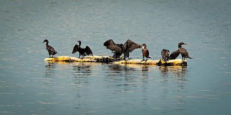 THE FUTURE OF OUR BIRDS: WATER CONSERVATION BY PHYLLIS