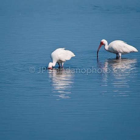 THE FUTURE OF OUR BIRDS: WATER CONSERVATION BY PHYLLIS