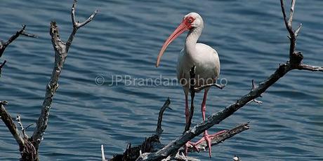 THE FUTURE OF OUR BIRDS: WATER CONSERVATION BY PHYLLIS