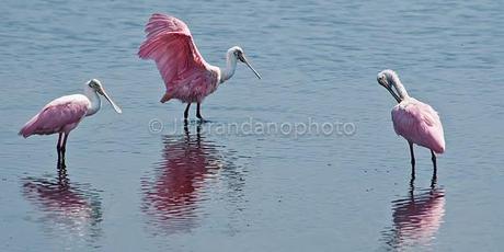 THE FUTURE OF OUR BIRDS: WATER CONSERVATION BY PHYLLIS