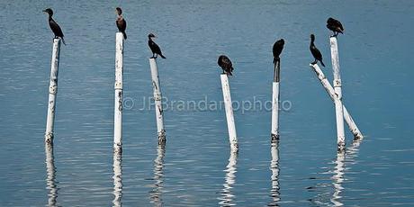 THE FUTURE OF OUR BIRDS: WATER CONSERVATION BY PHYLLIS