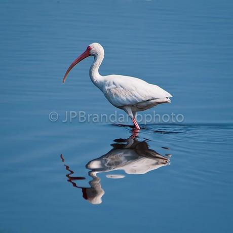 THE FUTURE OF OUR BIRDS: WATER CONSERVATION BY PHYLLIS