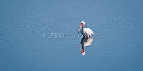 THE FUTURE OF OUR BIRDS: WATER CONSERVATION BY PHYLLIS