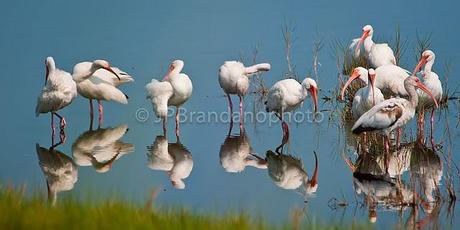 THE FUTURE OF OUR BIRDS: WATER CONSERVATION BY PHYLLIS