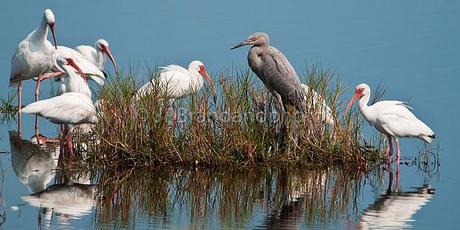 THE FUTURE OF OUR BIRDS: WATER CONSERVATION BY PHYLLIS