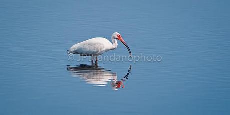 THE FUTURE OF OUR BIRDS: WATER CONSERVATION BY PHYLLIS