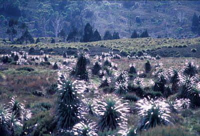 Tasmania, Part II: Cradle Mountain