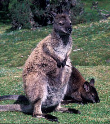 Tasmania, Part II: Cradle Mountain