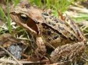 Featured Animal: Common Frog
