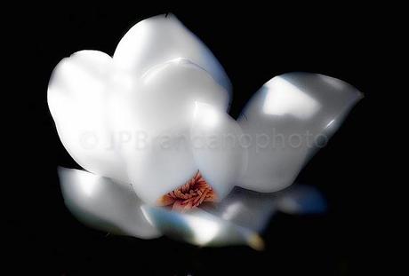 PHOTOGRAPHING NATURE IN OUR YARD