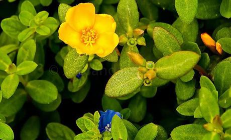 PHOTOGRAPHING NATURE IN OUR YARD