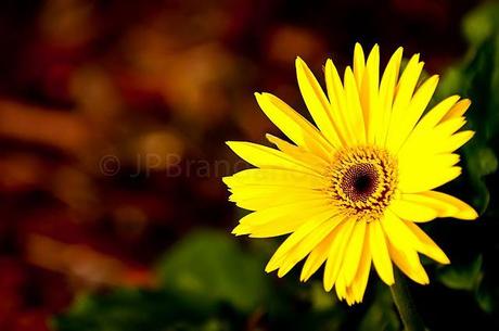 PHOTOGRAPHING NATURE IN OUR YARD