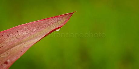 PHOTOGRAPHING NATURE IN OUR YARD