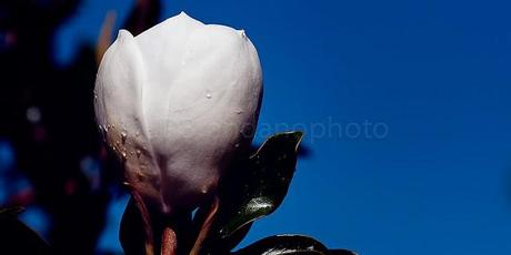 PHOTOGRAPHING NATURE IN OUR YARD