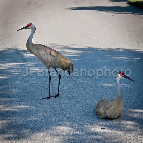 PHOTOGRAPHING NATURE IN OUR YARD