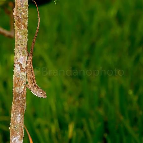 PHOTOGRAPHING NATURE IN OUR YARD