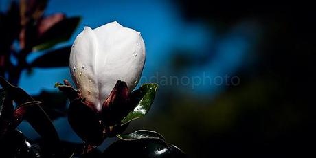 PHOTOGRAPHING NATURE IN OUR YARD