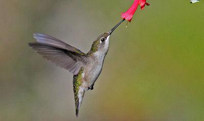 Still Photos Of Hummingbirds