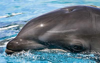 Dolphins Talk Like Humans