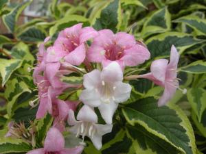 Weigela florida 'Variegata' flower (15/08/22011, London)