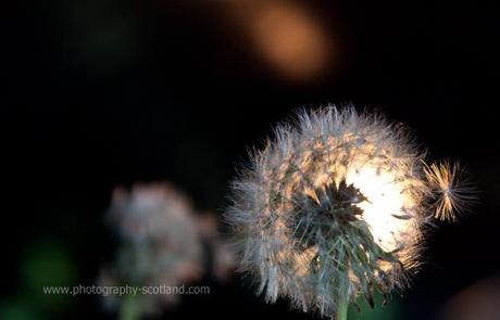 Photo - dandelion head illuminated from behind