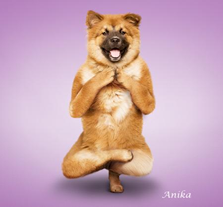 Amazing Yoga By Dogs 11
