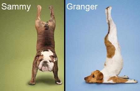 Amazing Yoga By Dogs 2