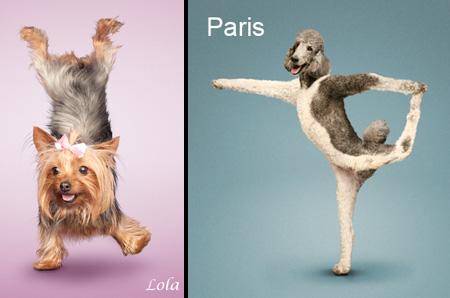 Amazing Yoga By Dogs 10