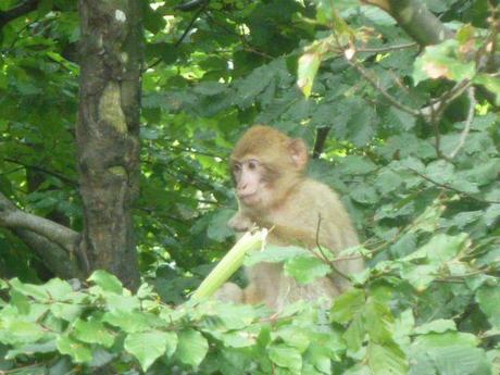 Monkey hanging out in a tree at Monkey Mountain (Affenberg)