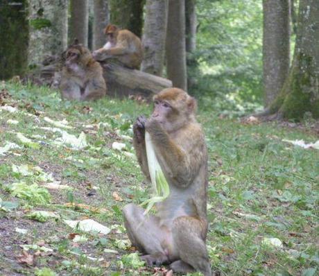 Monkey eating celery at Monkey Mountain (Affenberg)
