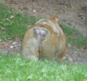 Mama monkey and baby at Monkey Mountain (Affenberg)