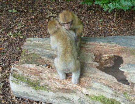 Monkeys playing at Monkey Mountain (Affenberg)