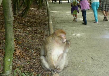 Barbary macaque at Monkey mountain (Affenberg)
