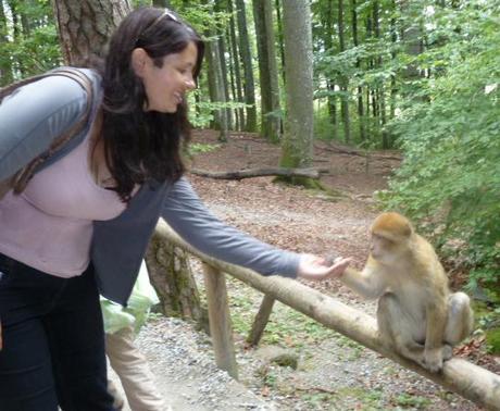 Feeding a Barbary macaque at Monkey Mountain (Affenberg)