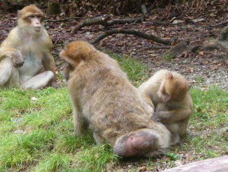 Monkey grooming another monkey at Monkey Mountain (Affenberg)