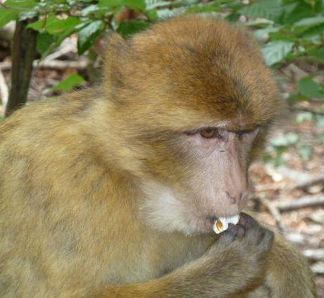 Monkey eating popcorn at Monkey Mountain (Affenberg)