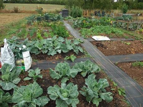 Allotment Style