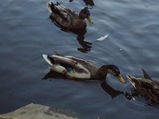 Feeding The Ducks