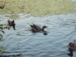 Feeding The Ducks