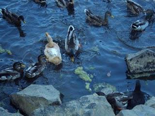 Feeding The Ducks