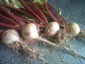 Beetroot: harmless veg or spawn of Satan?