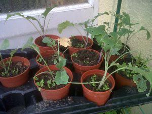 Waging war on the cabbage white