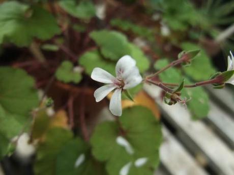 Pelargonium australe