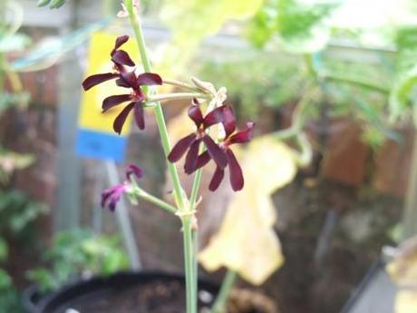 Pelargonium sidoides