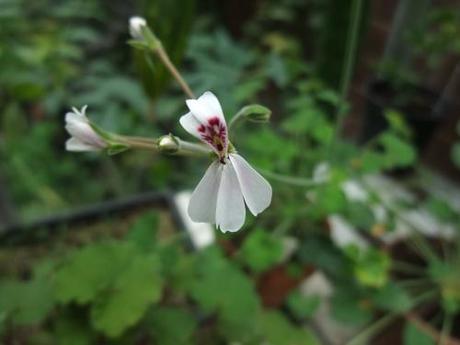 Pelargonium dicondreafolium