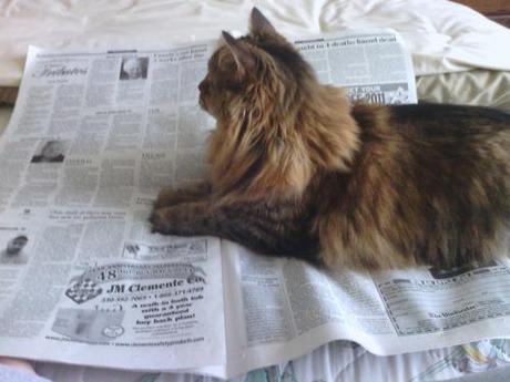 getoutoftherecat:

get off of that cat. you are not news. you...