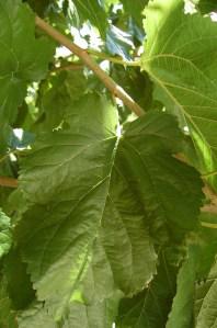 Corylus colurna leaf (21/08/2011, Athens, Greece)